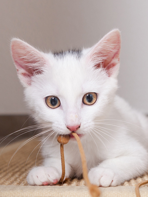 lorem ipsum dolor sit