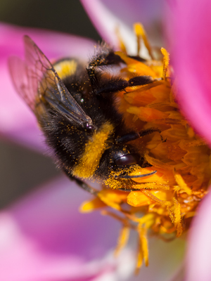 lorem ipsum dolor sit