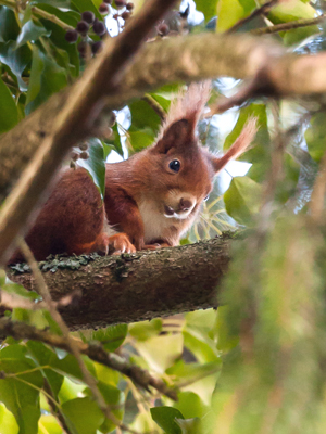 lorem ipsum dolor sit