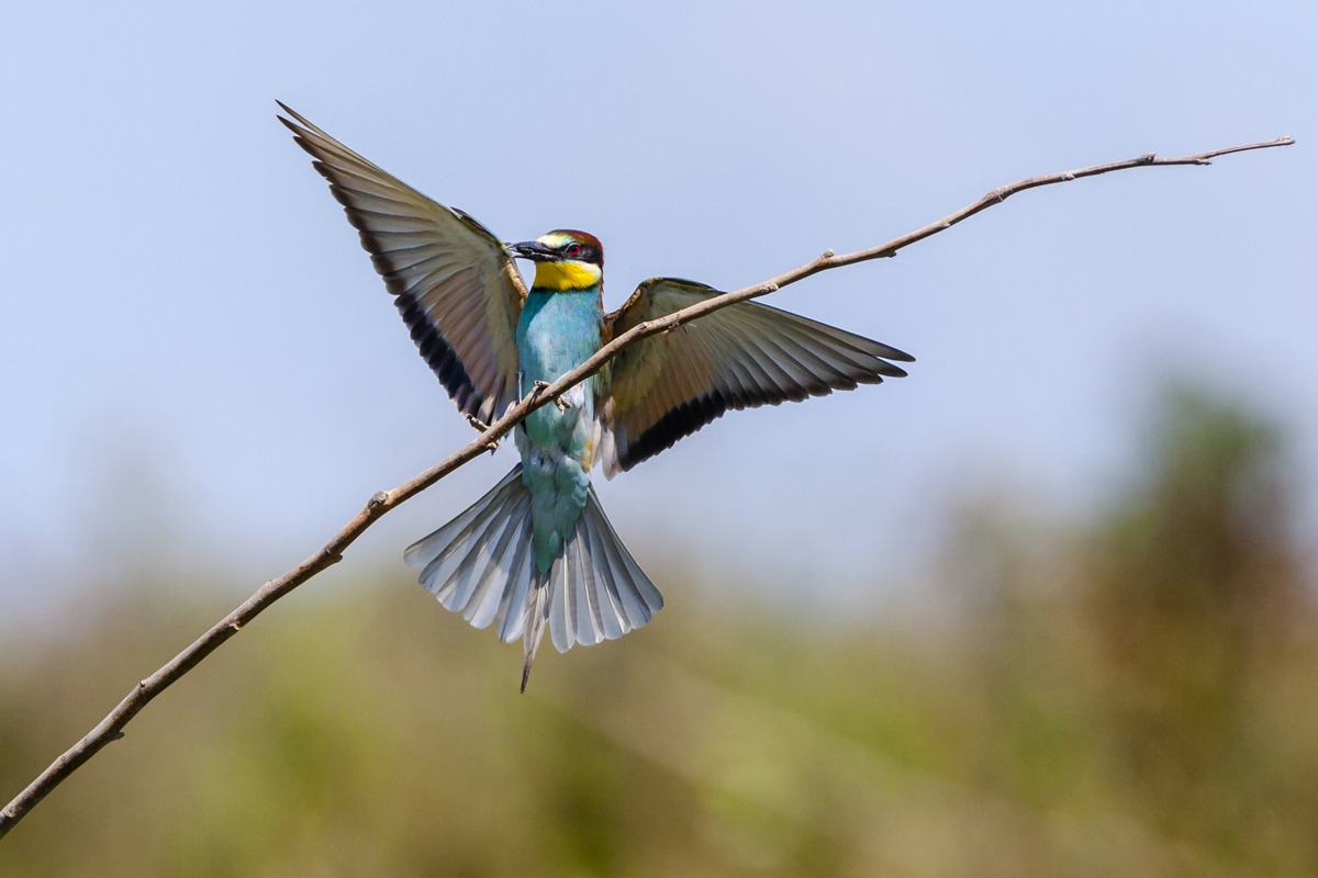 lorem ipsum dolor sit