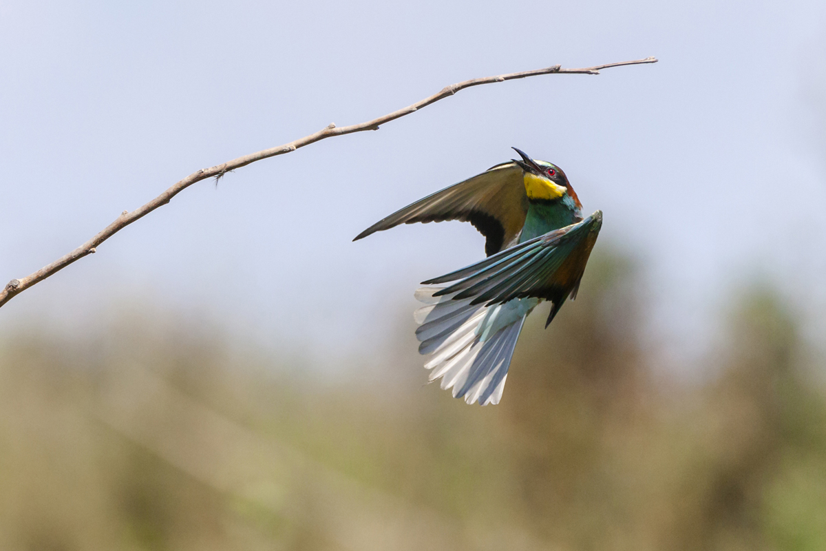 lorem ipsum dolor sit