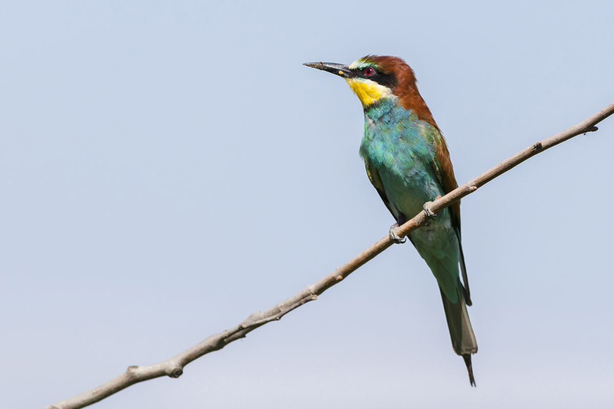 lorem ipsum dolor sit