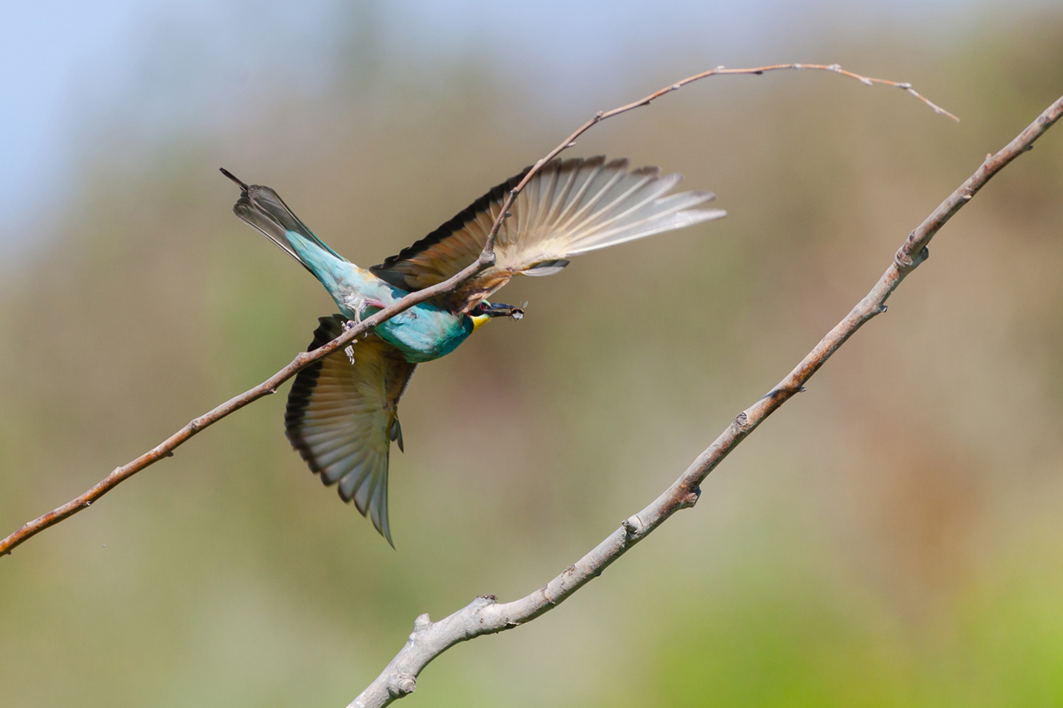 lorem ipsum dolor sit