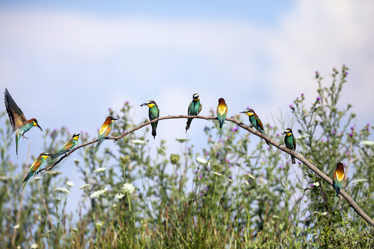 lorem ipsum dolor sit