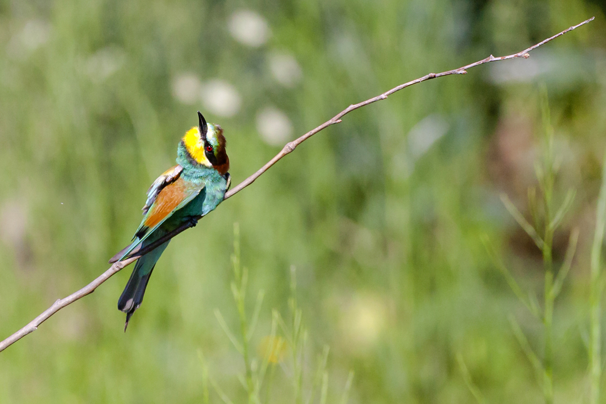 lorem ipsum dolor sit